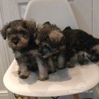 Miniature Schnauzer - Both