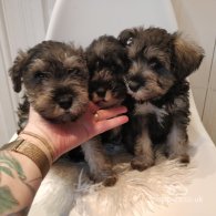 Miniature Schnauzer - Both