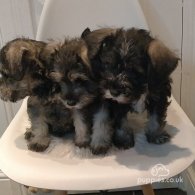 Miniature Schnauzer - Both