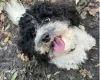 Toy Poodle