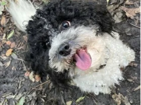 Toy Poodle