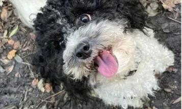 Toy Poodle