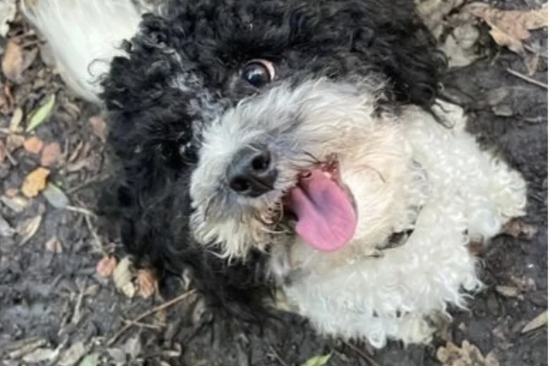 Toy Poodle