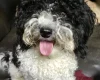 Toy Poodle