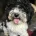 Toy Poodle