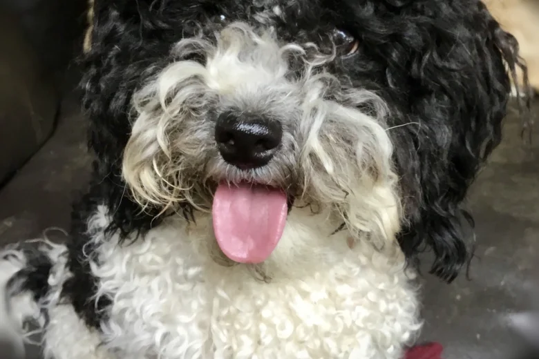 Toy Poodle