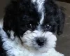 Toy Poodle