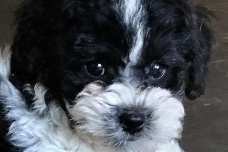 Toy Poodle