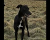 Whippet