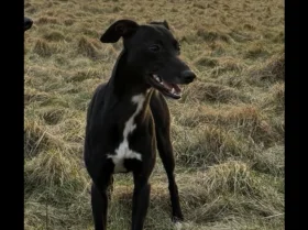 Whippet