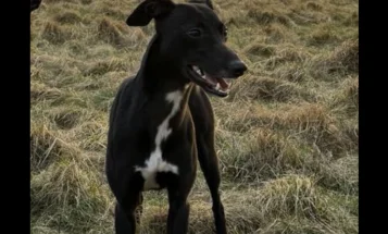 Whippet
