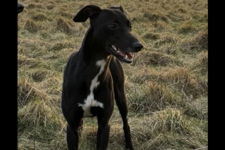 Whippet
