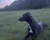 Whippet