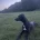 Whippet