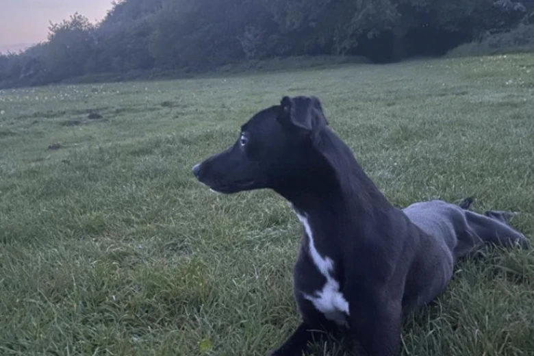 Whippet