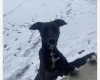 Whippet