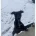 Whippet