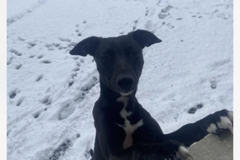 Whippet