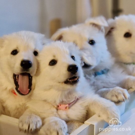 White Swiss Shepherd Dog - Both