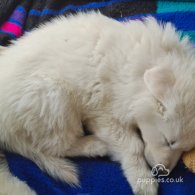 White Swiss Shepherd Dog - Both