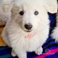 White Swiss Shepherd Dog - Both