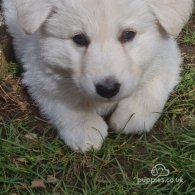 White Swiss Shepherd Dog - Both