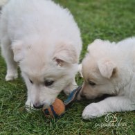 White Swiss Shepherd Dog - Both