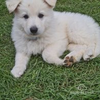 White Swiss Shepherd Dog - Both