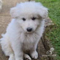 White Swiss Shepherd Dog - Both