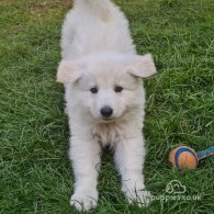 White Swiss Shepherd Dog - Both