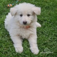 White Swiss Shepherd Dog - Both