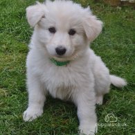 White Swiss Shepherd Dog - Both