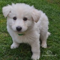 White Swiss Shepherd Dog - Both