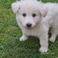 White Swiss Shepherd Dog - Both