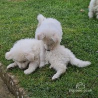 White Swiss Shepherd Dog - Both