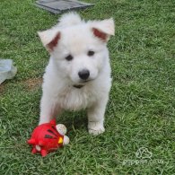 White Swiss Shepherd Dog - Both