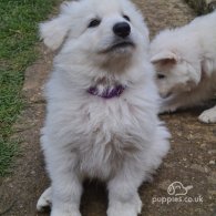 White Swiss Shepherd Dog - Both