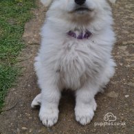 White Swiss Shepherd Dog - Both