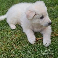 White Swiss Shepherd Dog - Both