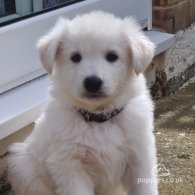 White Swiss Shepherd Dog - Both