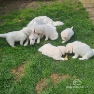 White Swiss Shepherd Dog - Both