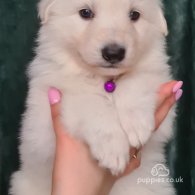 White Swiss Shepherd Dog - Both