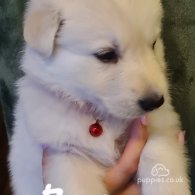 White Swiss Shepherd Dog - Both