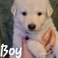 White Swiss Shepherd Dog - Both