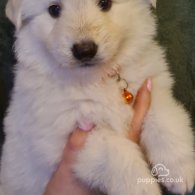 White Swiss Shepherd Dog - Both