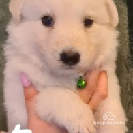 White Swiss Shepherd Dog - Both