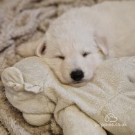 White Swiss Shepherd Dog - Both