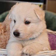 White Swiss Shepherd Dog - Both