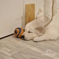 White Swiss Shepherd Dog - Both