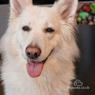 White Swiss Shepherd Dog - Both